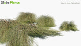 Load image into Gallery viewer, Casuarina Glauca - Kattang Karpet (3D Model)