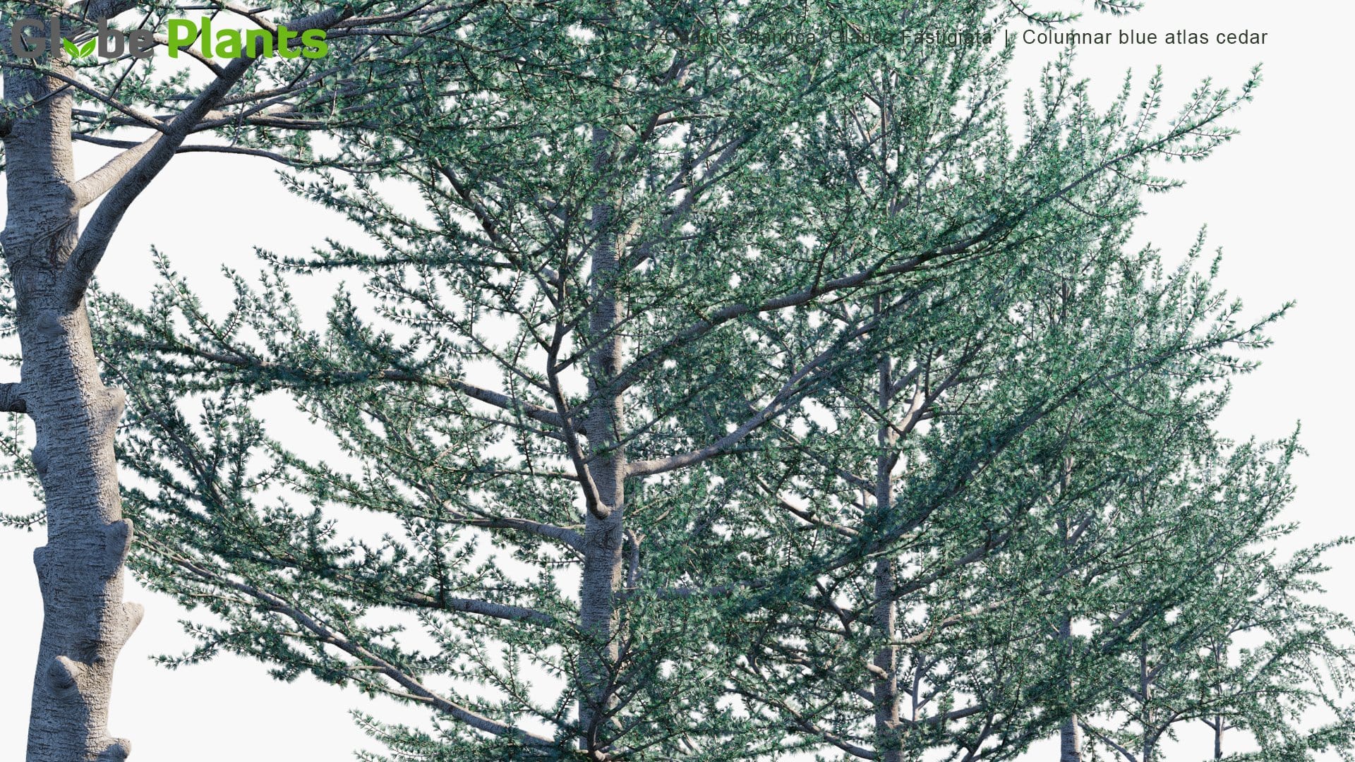 Pine Branches - download free texture atlases and decals