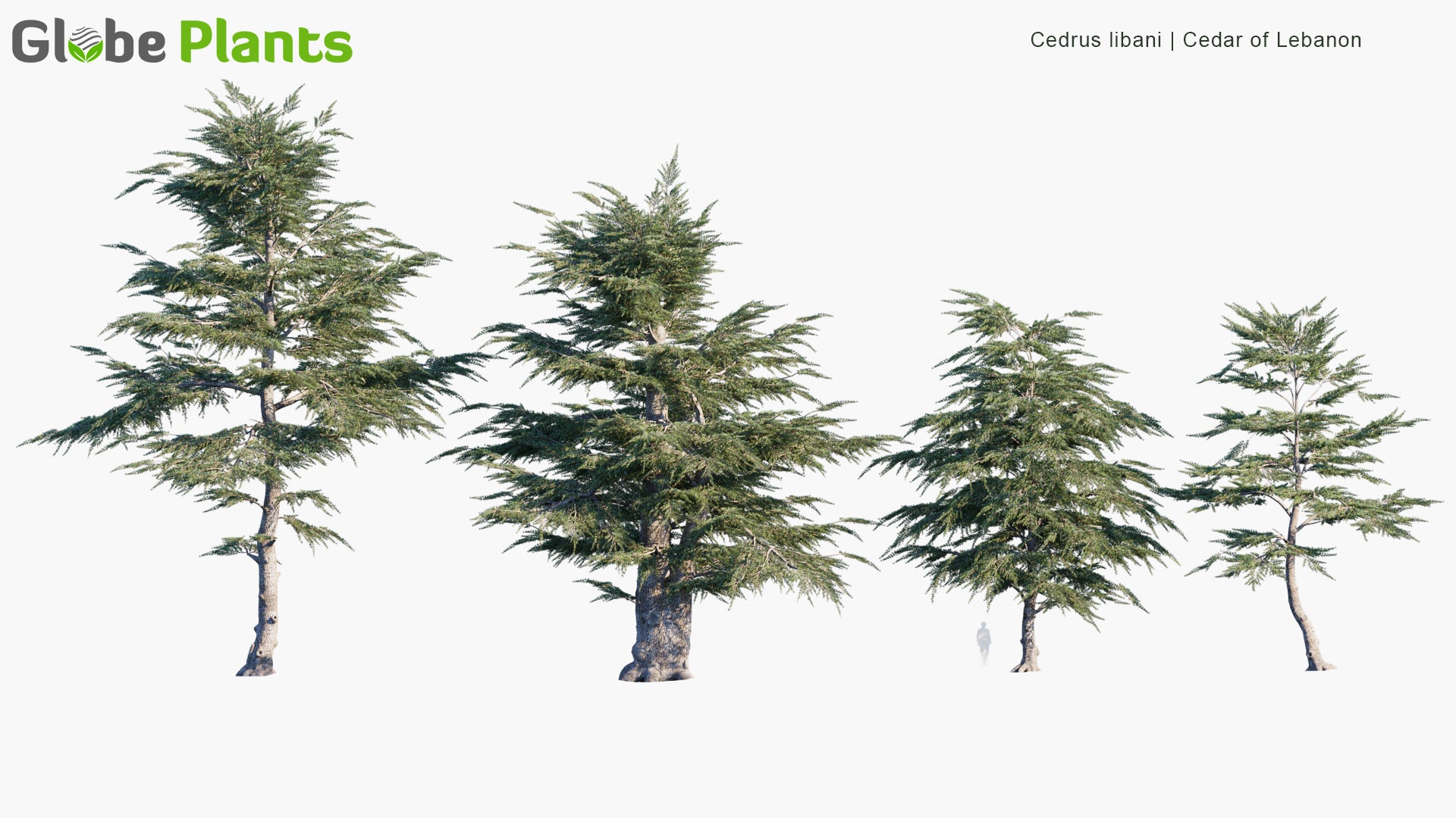 Cedrus Libani - Cedar of Lebanon, Lebanese Cedar