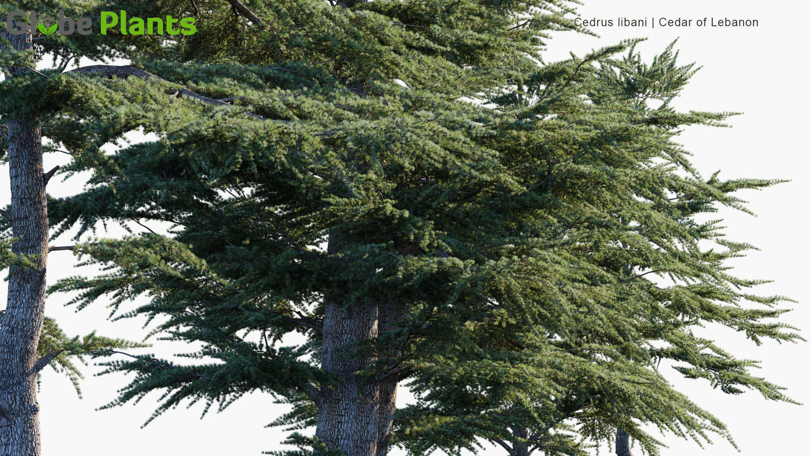 High Poly | Cedrus Libani (Cedar of Lebanon) 3D Model - GlobePlants