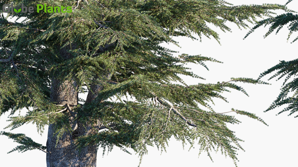 High Poly | Cedrus Libani (Cedar of Lebanon) 3D Model - GlobePlants