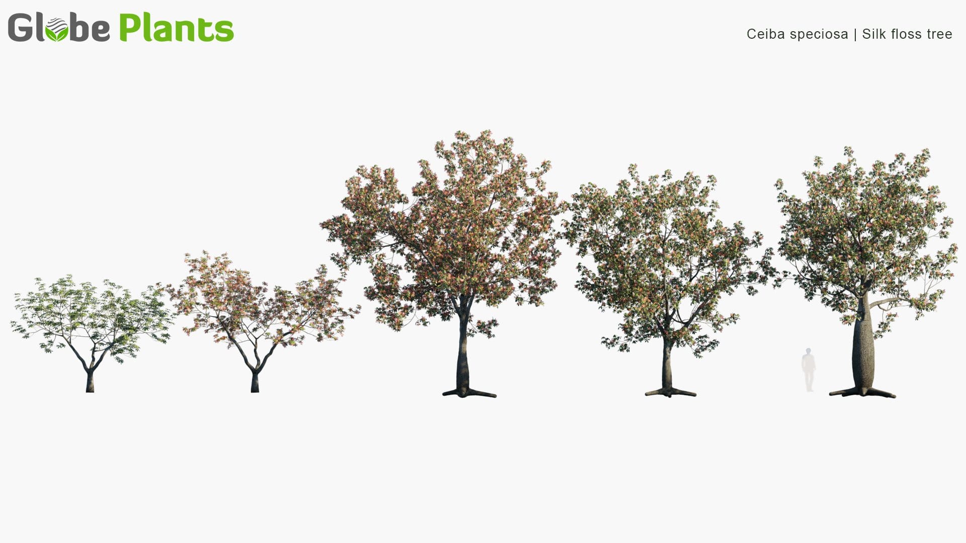 Ceiba Speciosa - Silk Floss Tree (3D Model)