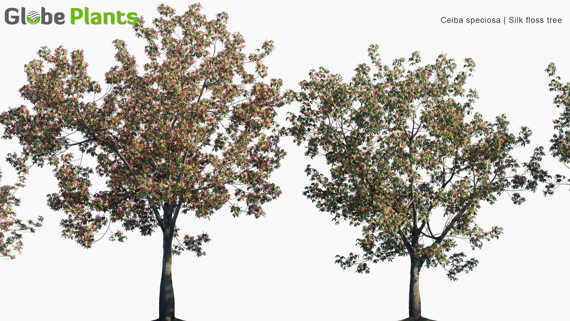 Ceiba Speciosa - Silk Floss Tree (3D Model)
