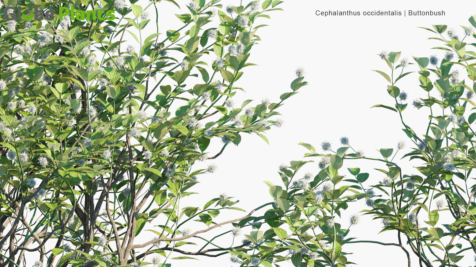 Cephalanthus Occidentalis - Buttonbush, Common Buttonbush, Button-Willow, Honey-Bells