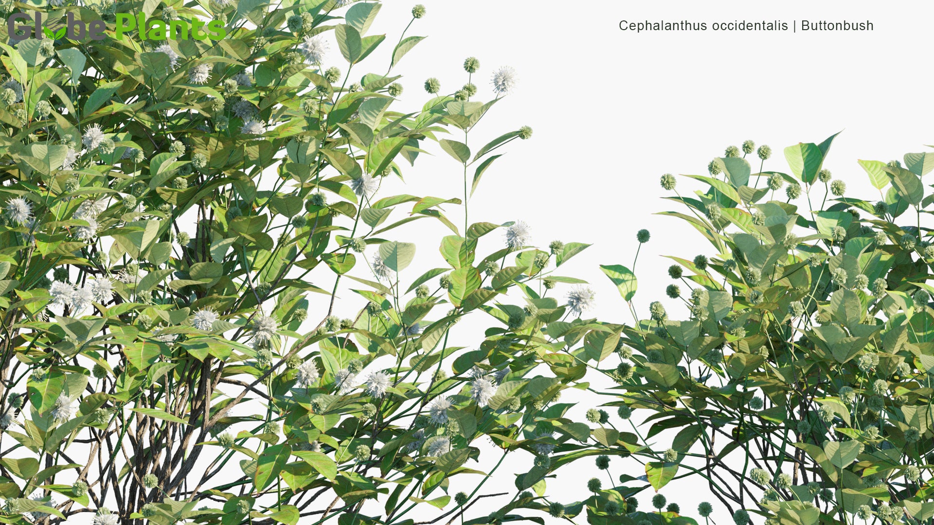 Cephalanthus Occidentalis - Buttonbush, Common Buttonbush, Button-Willow, Honey-Bells