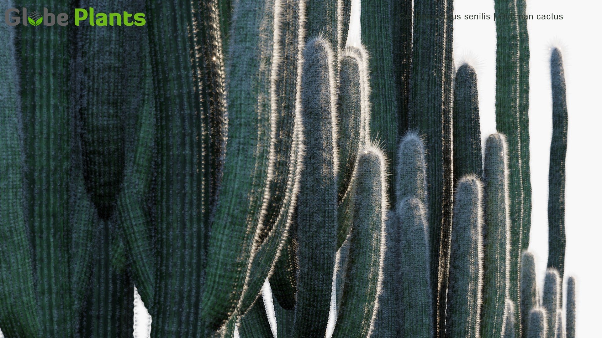 Cephalocereus Senilis - Old Man Cactus
