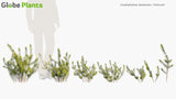 Load image into Gallery viewer, Ceratophyllum Demersum - Rigid Hornwort