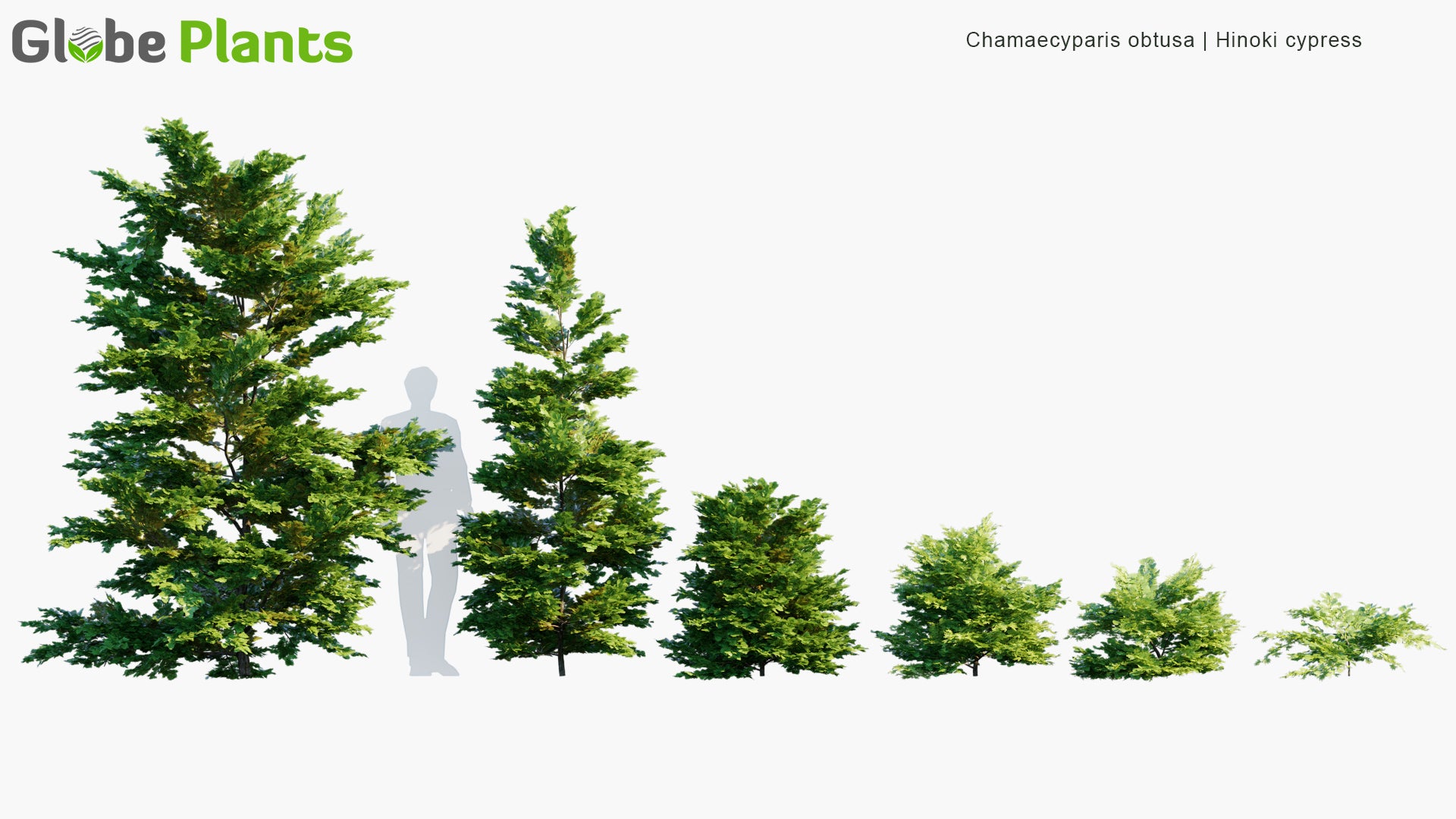 Chamaecyparis Obtusa - Hinoki Cypress