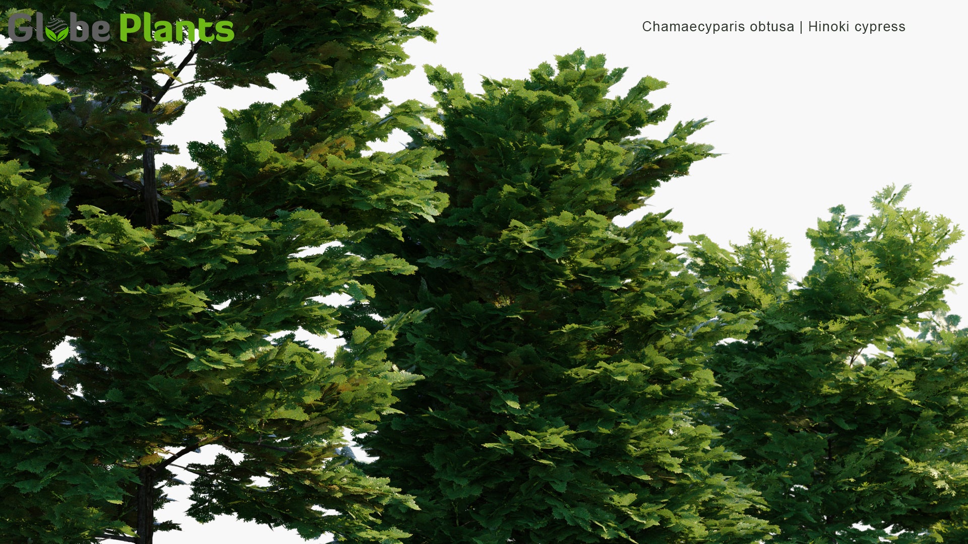 Chamaecyparis Obtusa - Hinoki Cypress