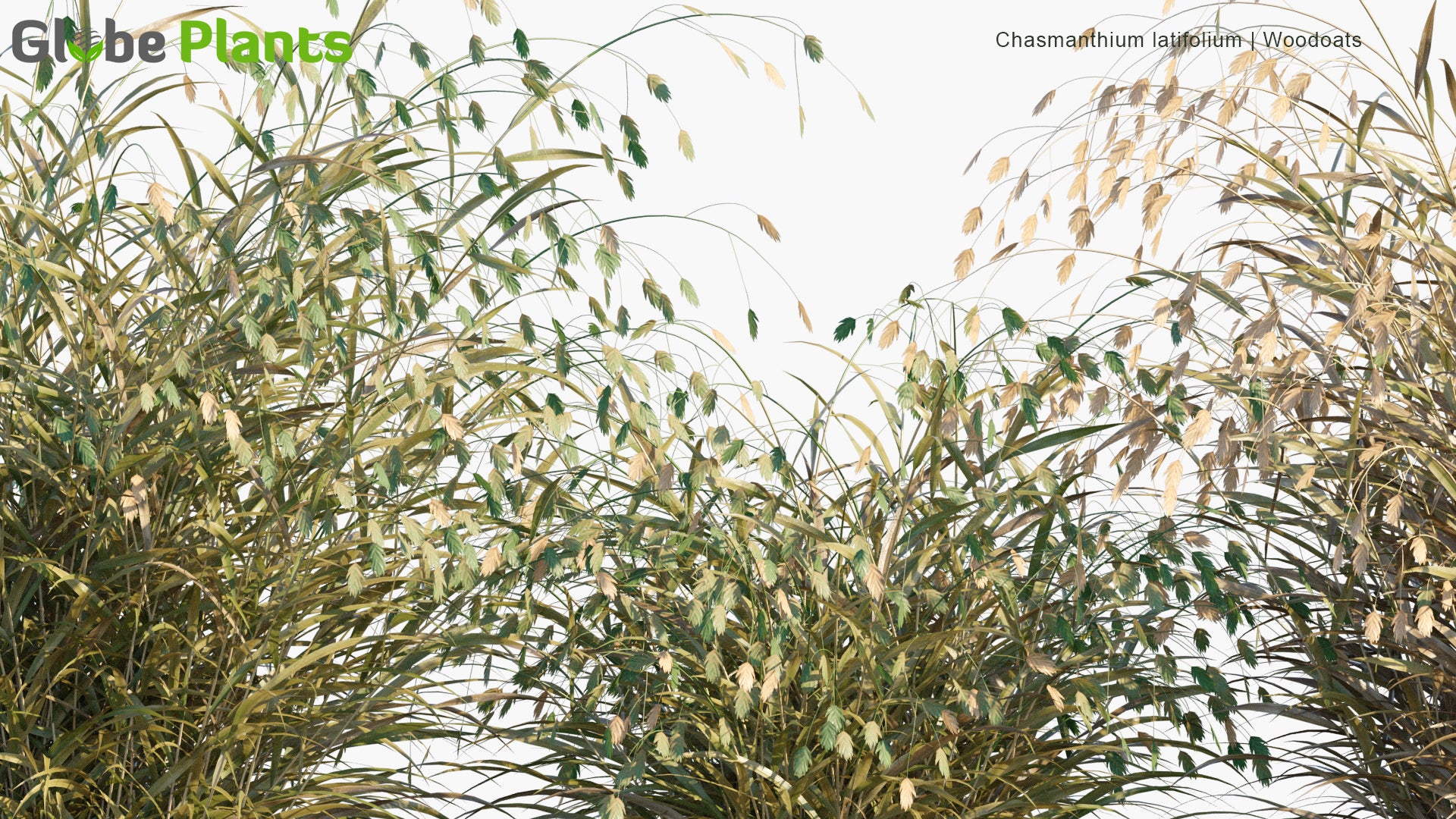 northern sea oats chasmanthium latifolium