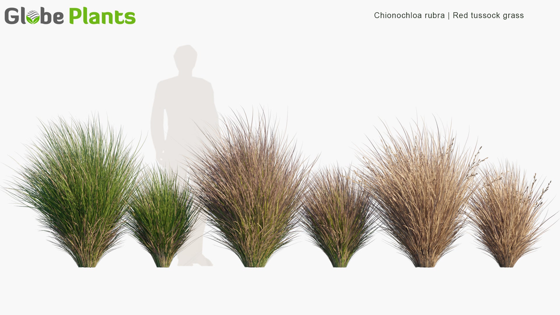 Chionochloa Rubra - Red Tussock Grass (3D Model)