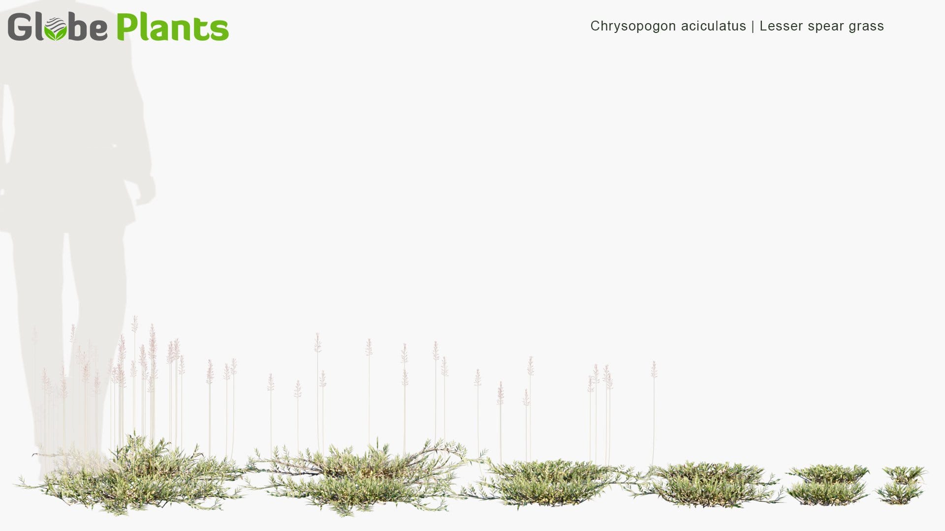 Chrysopogon Aciculatus - Lesser Spear Grass, Mackie's Pest, Pilipiliula, Grama-Amorosa (3D Model)