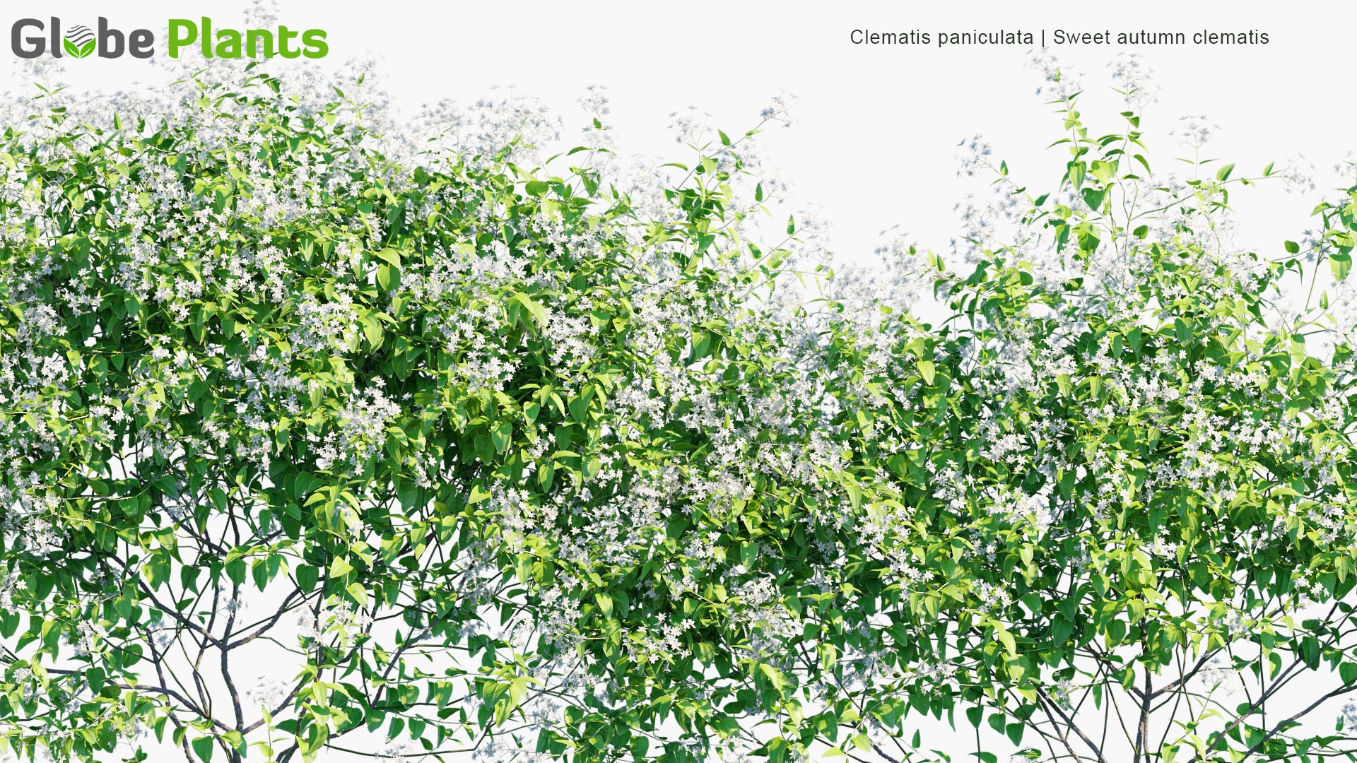 Clematis Paniculata - Sweet Autumn Clematis, Puawhananga (3D Model)