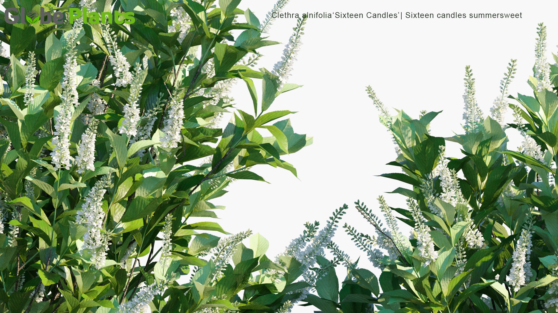 Clethra Alnifolia 'Sixteen Candles' - Sixteen Candles Summersweet
