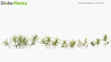 Load image into Gallery viewer, Climacium Japonicum - Tree Moss