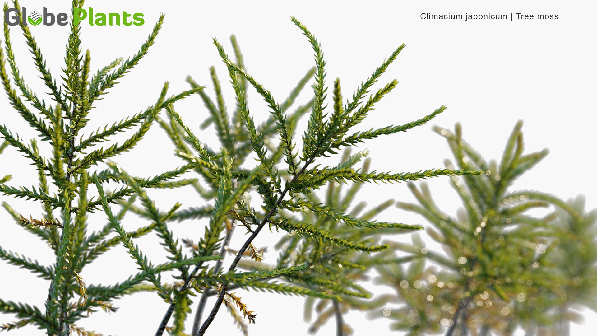 Climacium Japonicum - Tree Moss