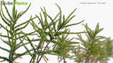 Load image into Gallery viewer, Climacium Japonicum - Tree Moss