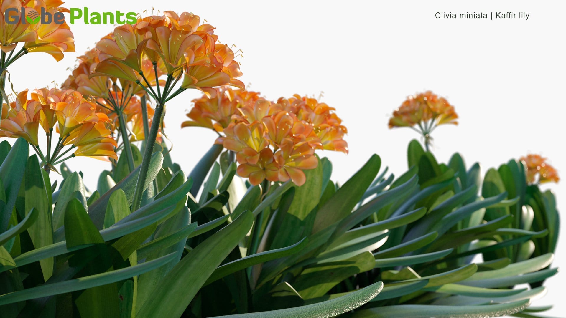 Clivia Miniata - Natal Lily, Bush Lily, Kaffir Lily (3D Model)