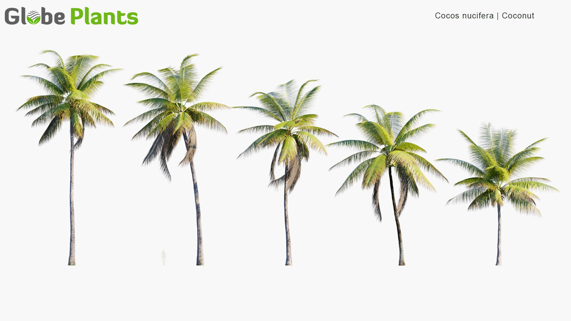 Low Poly Cocos Nucifera - Coconut Tree (3D Model)