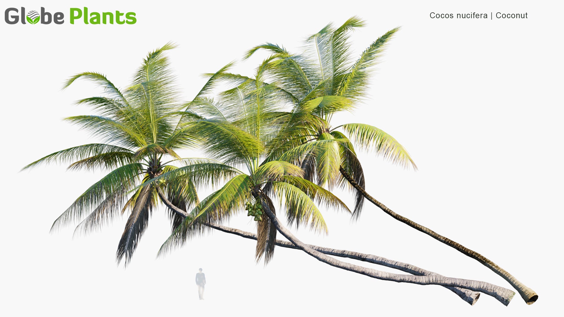 Low Poly Cocos Nucifera - Coconut Tree (3D Model)