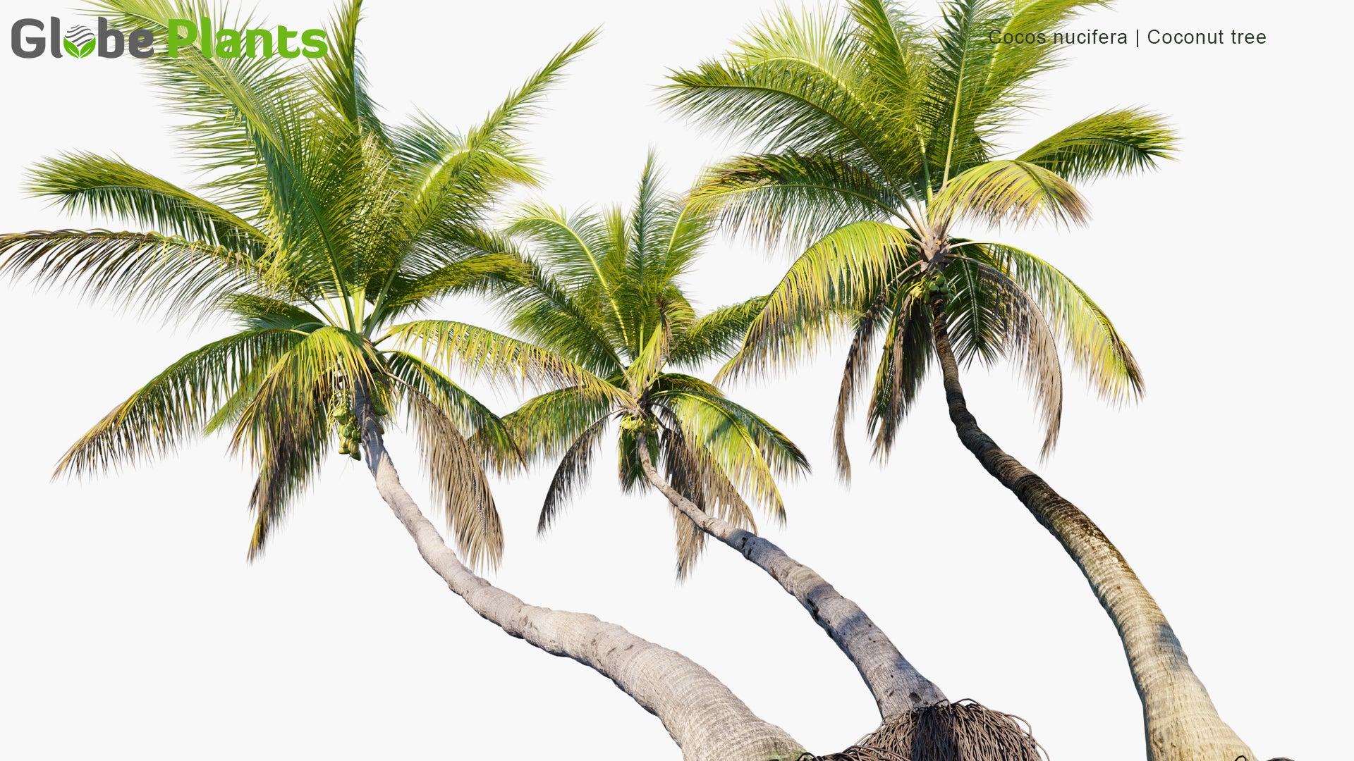 Cocos Nucifera - Coconut Tree (3D Model - High Poly)