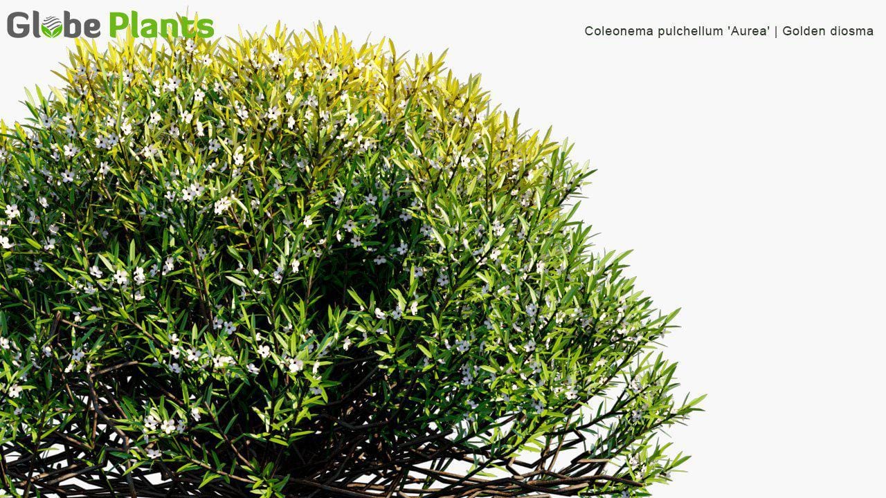 Coleonema Pulchellum 'Aurea' - Golden Diosma (3D Model)