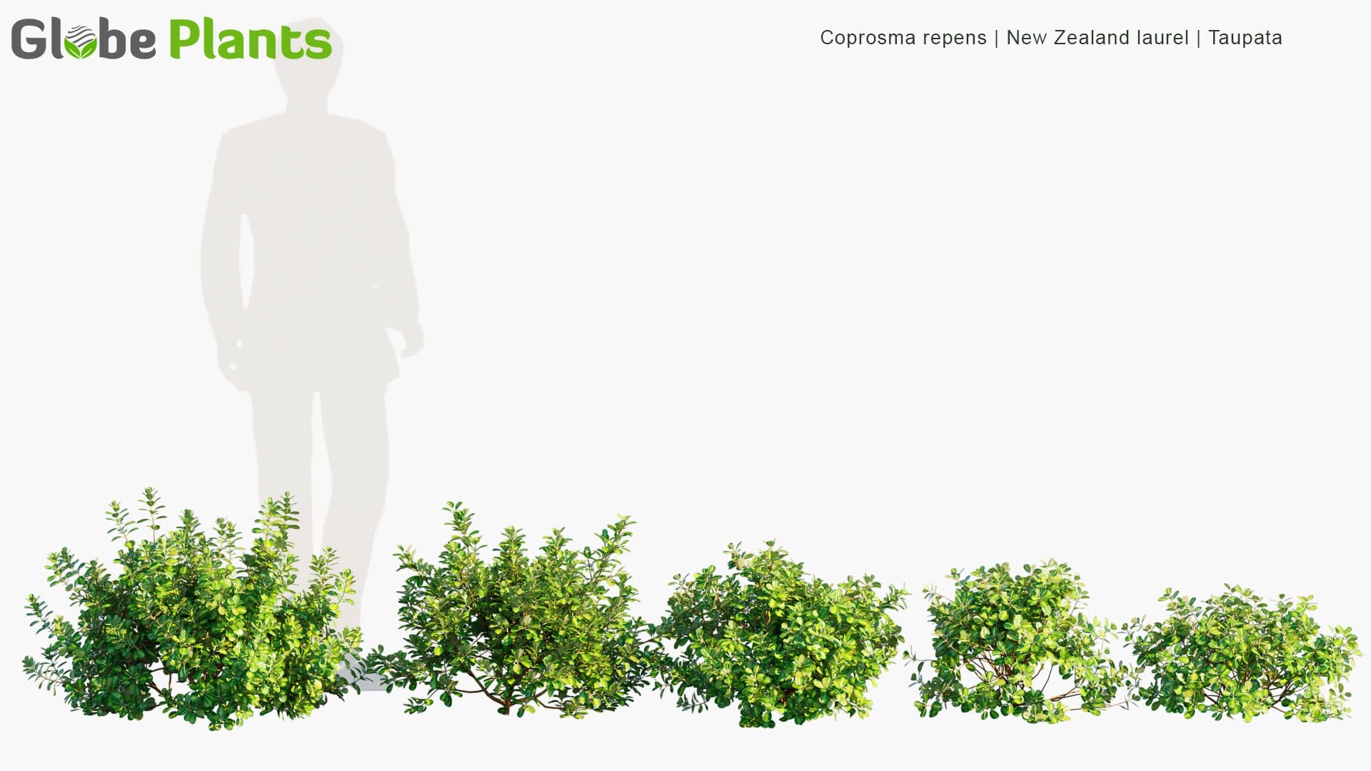 Coprosma Repens - New Zealand Laurel, Taupata, Tree Bedstraw, Mirror Bush, Looking-Glass Bush, Shiny Leaf (3D Model)