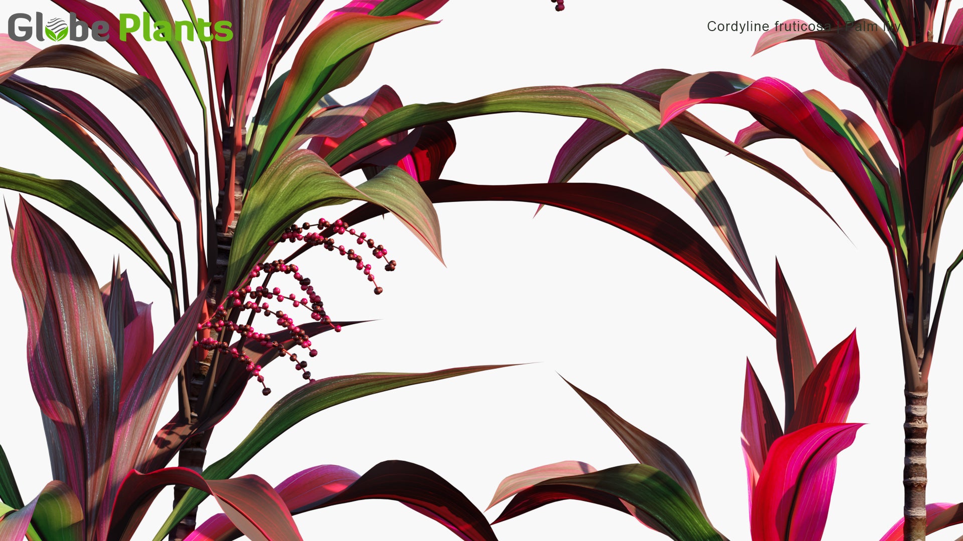 Cordyline Fruticosa - Ti Plant, Palm Lily, Cabbage Palm