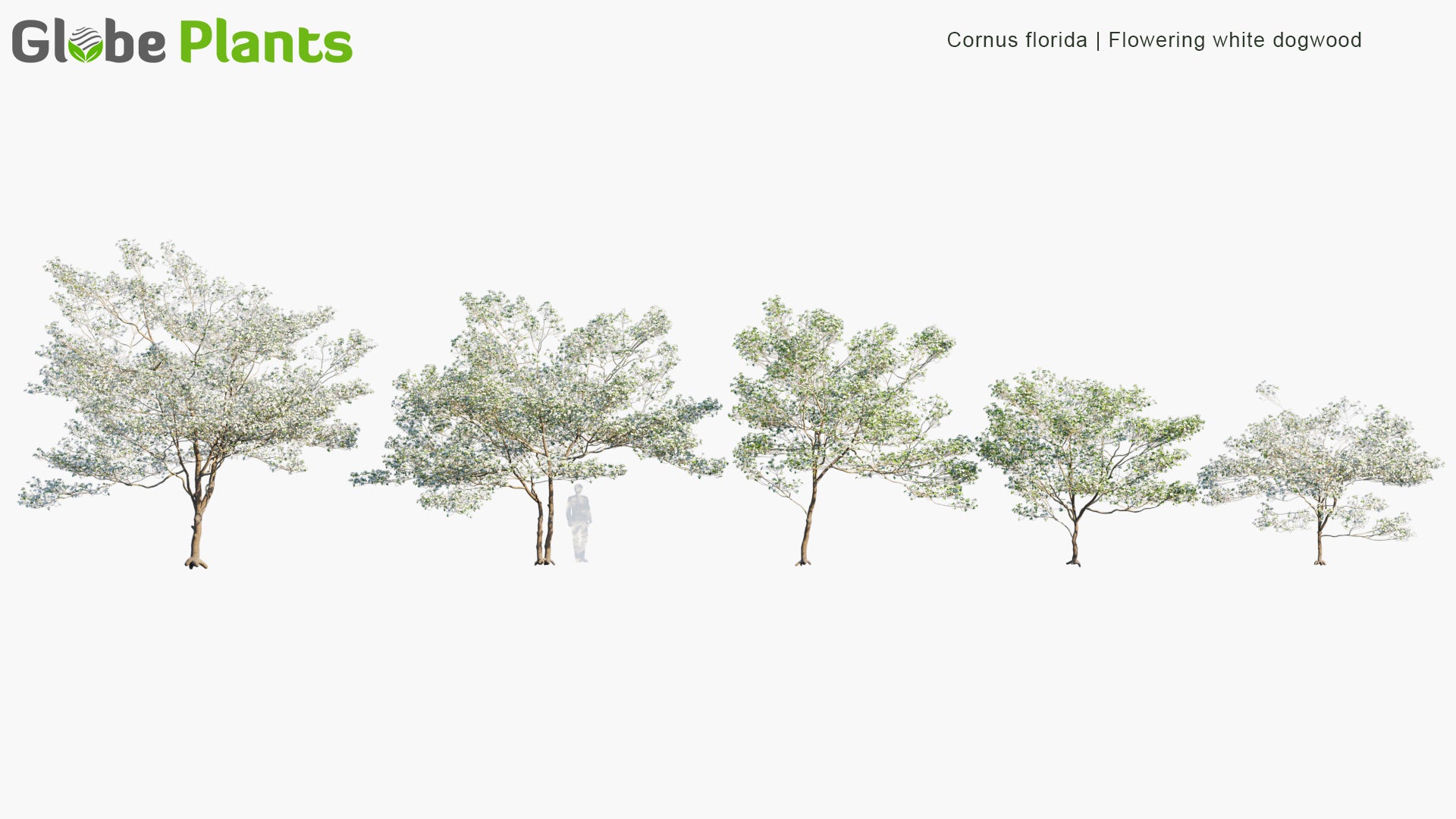Cornus Florida - Flowering White Dogwood (3D Model)