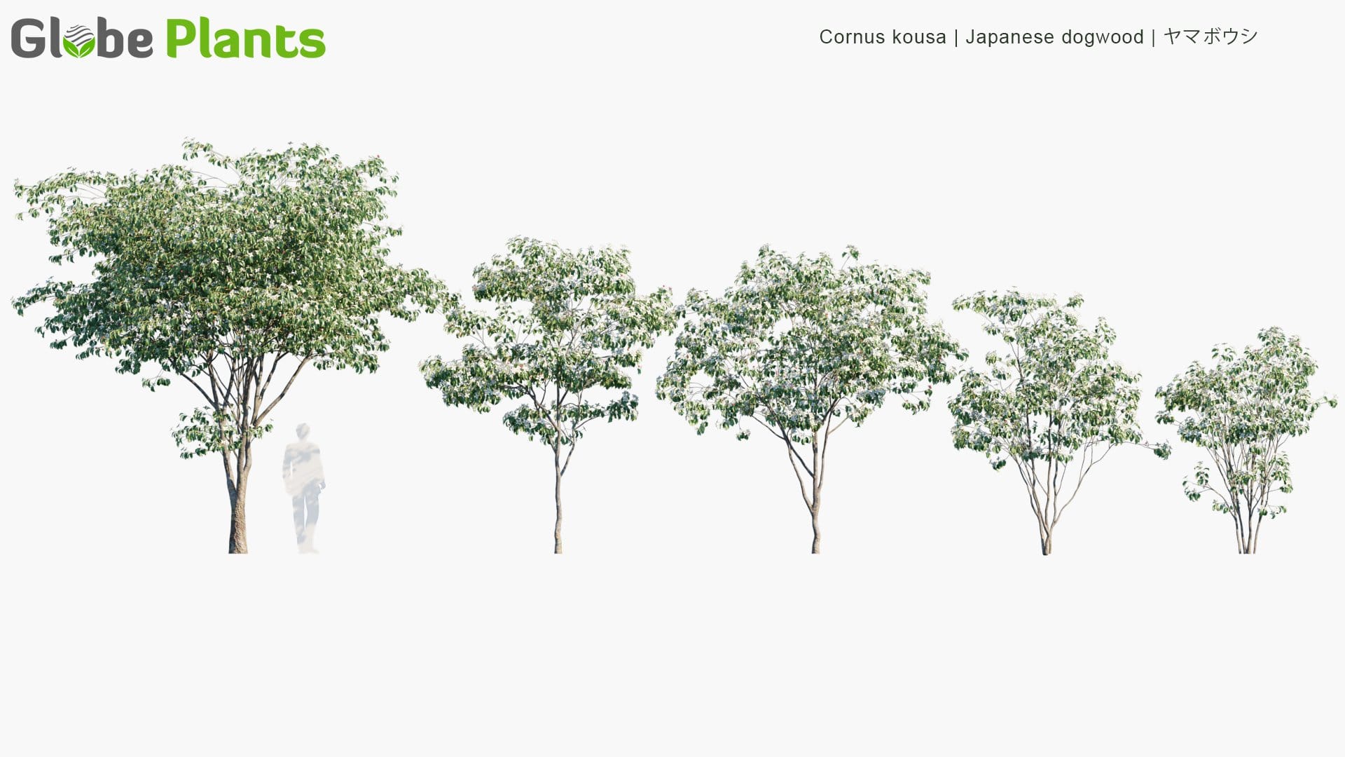 High Poly | Cornus Kousa (Japanese Dogwood) 3D Model