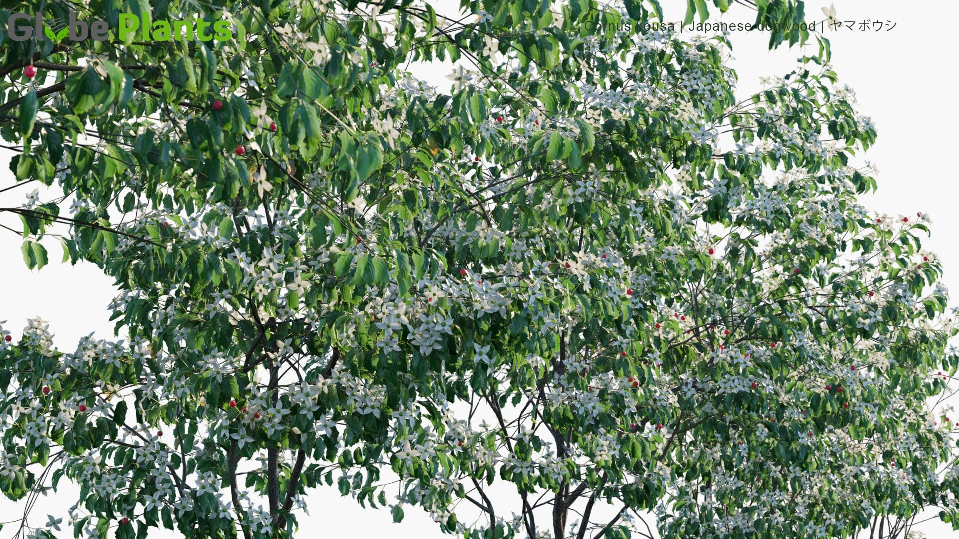 Cornus Kousa - Japanese Dogwood, Kousa Dogwood, ヤマボウシ (3D Model)