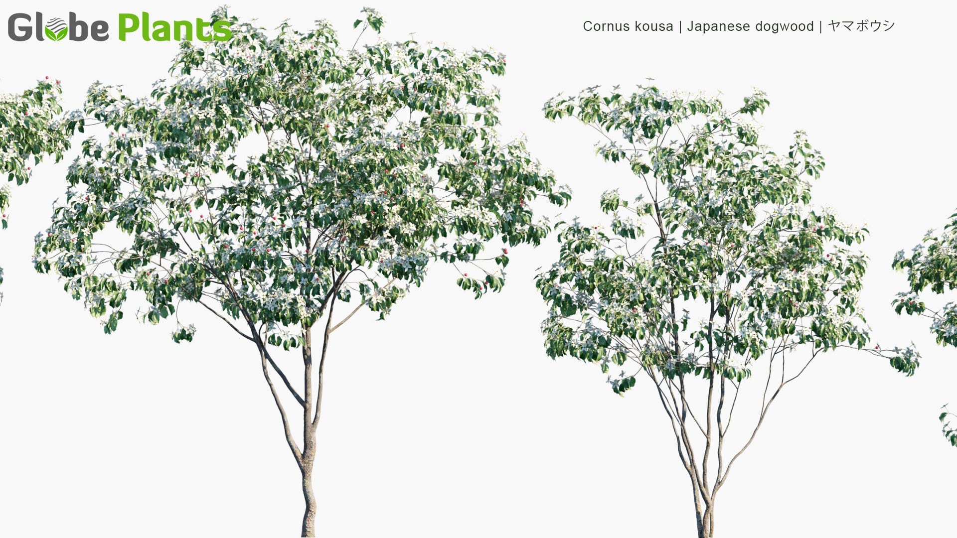 Cornus Kousa - Japanese Dogwood, Kousa Dogwood, ヤマボウシ (3D Model)