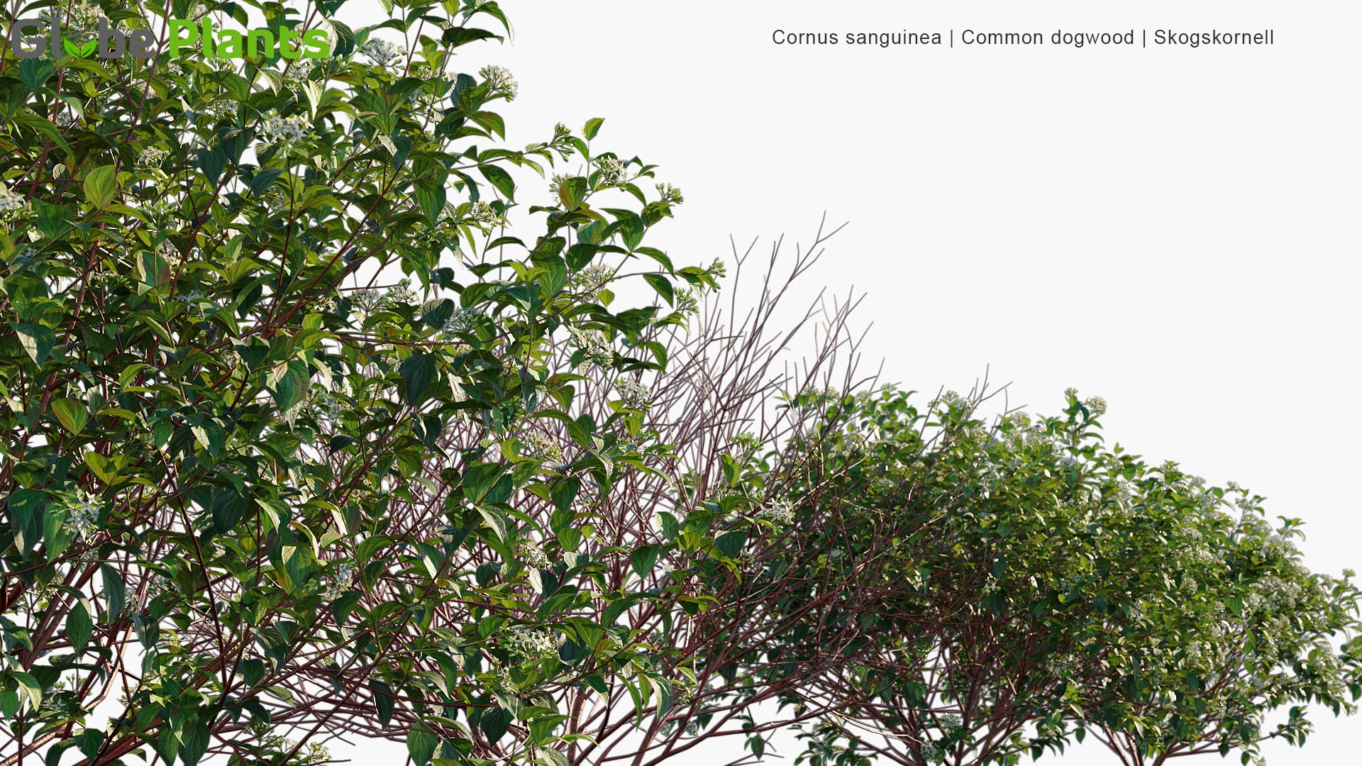Cornus Sanguinea - Common Dogwood, Bloody Dogwood, Skogskornell