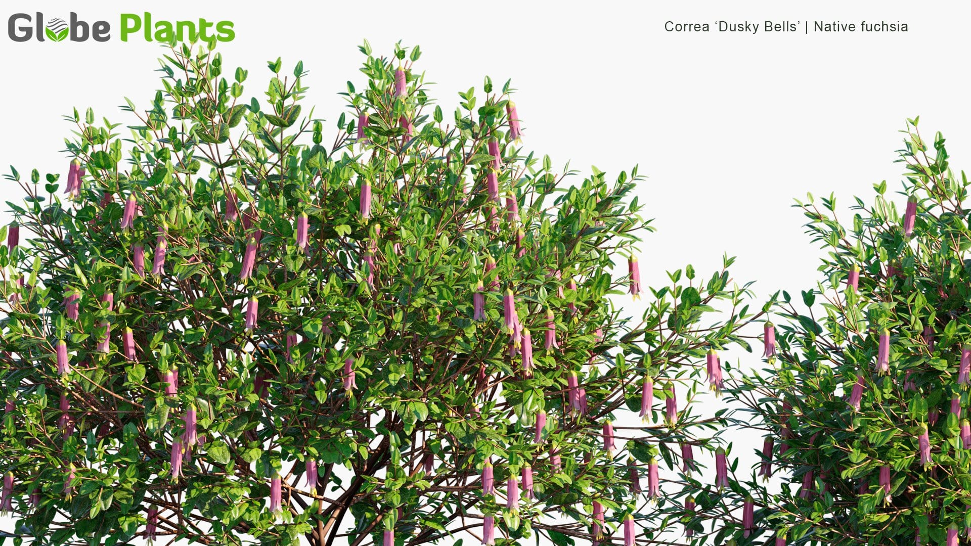 Correa 'Dusky Bells' - Native Fuchsia (3D Model)