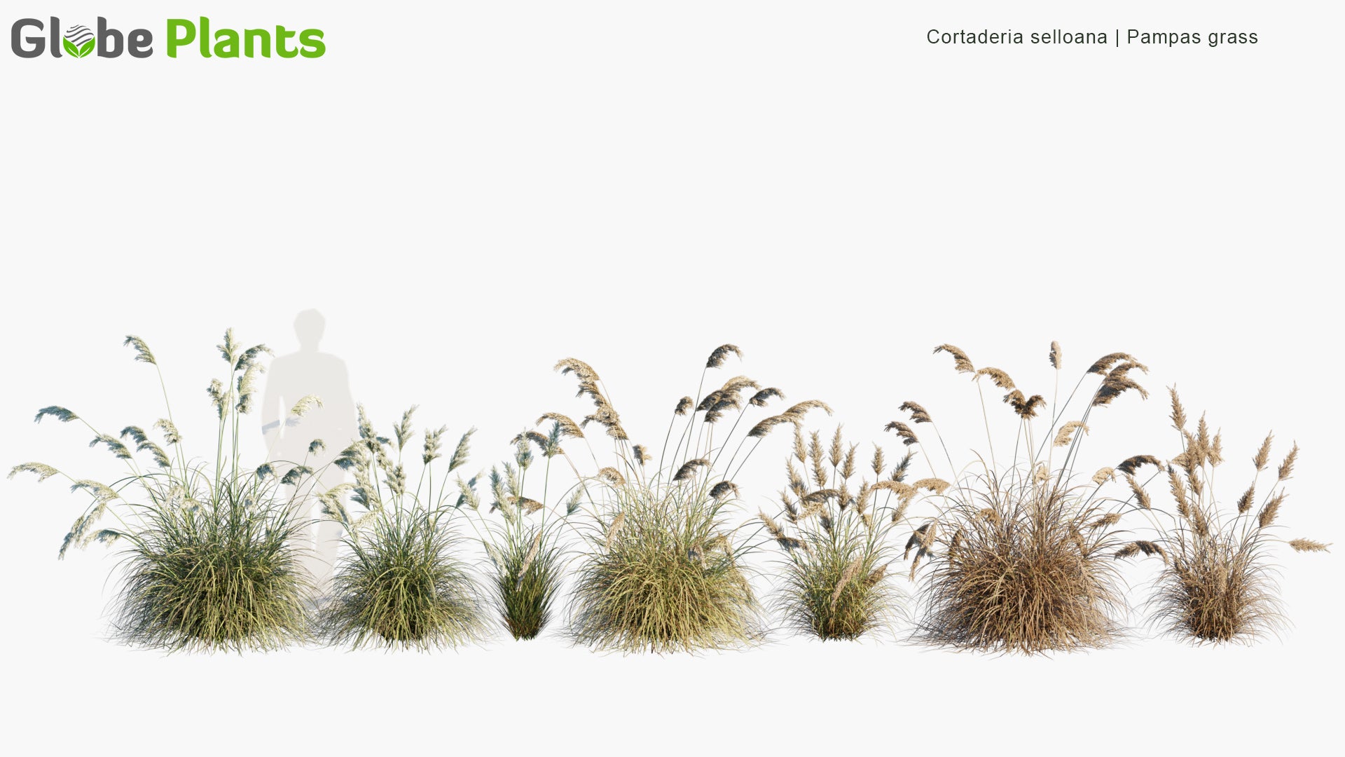 Cortaderia Selloana - Pampas Grass (3D Model)