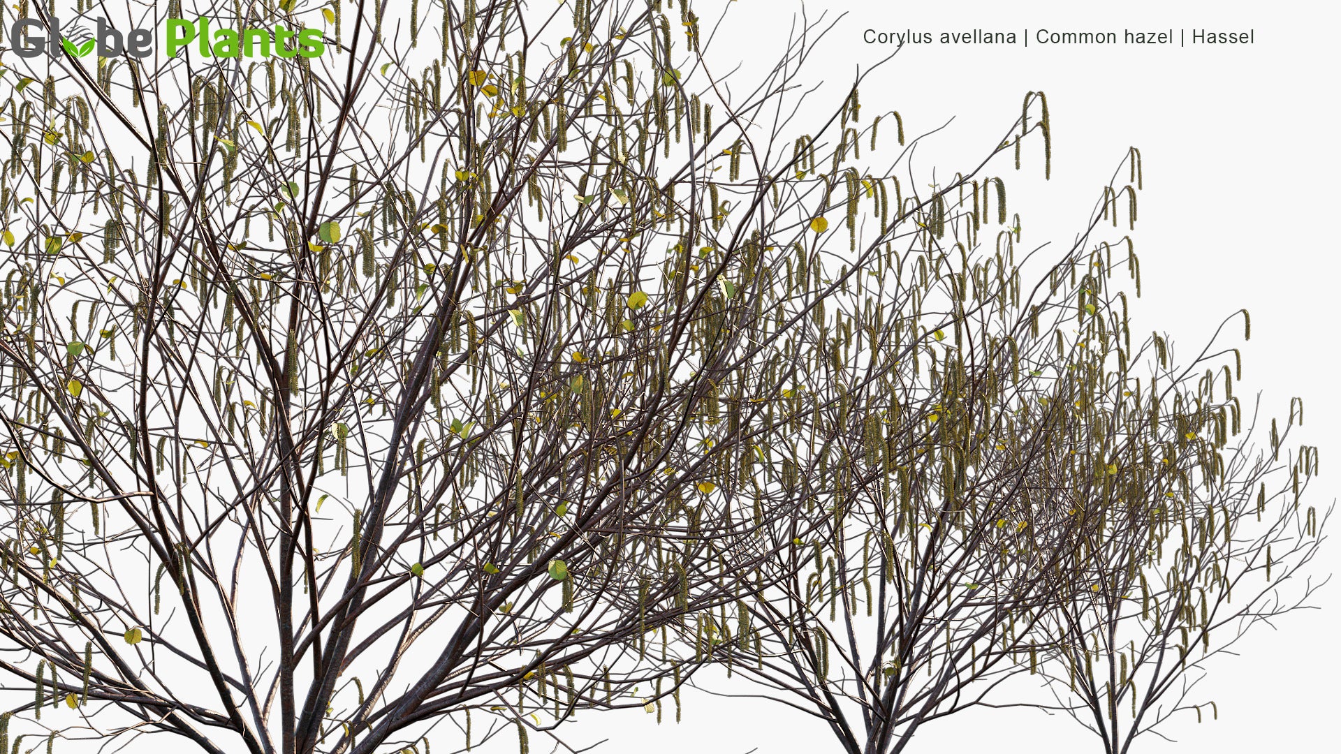 Corylus Avellana - Common Hazel, Hassel