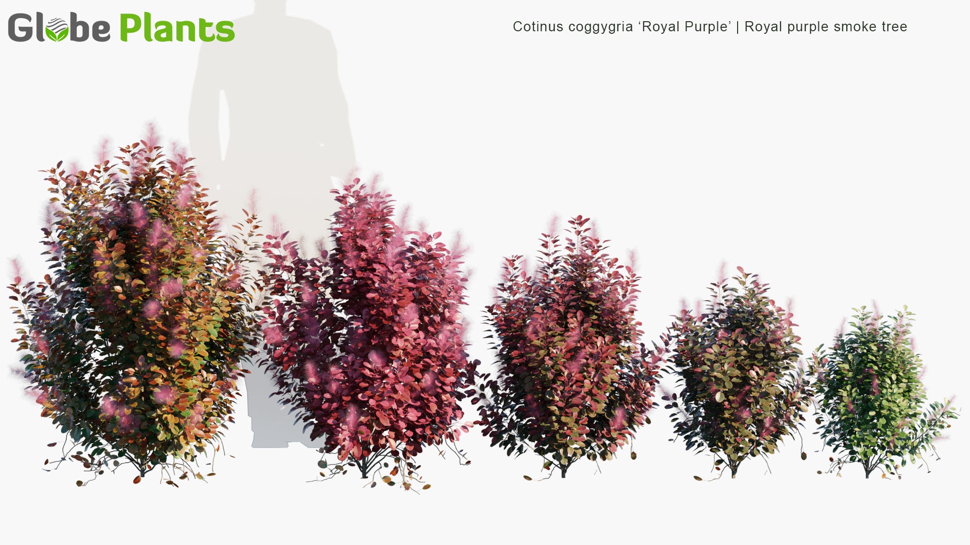 Cotinus Coggygria 'Royal Purple' - Royal Purple Smoke Tree, Smokebush