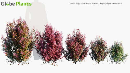 Cotinus Coggygria 'Royal Purple' 