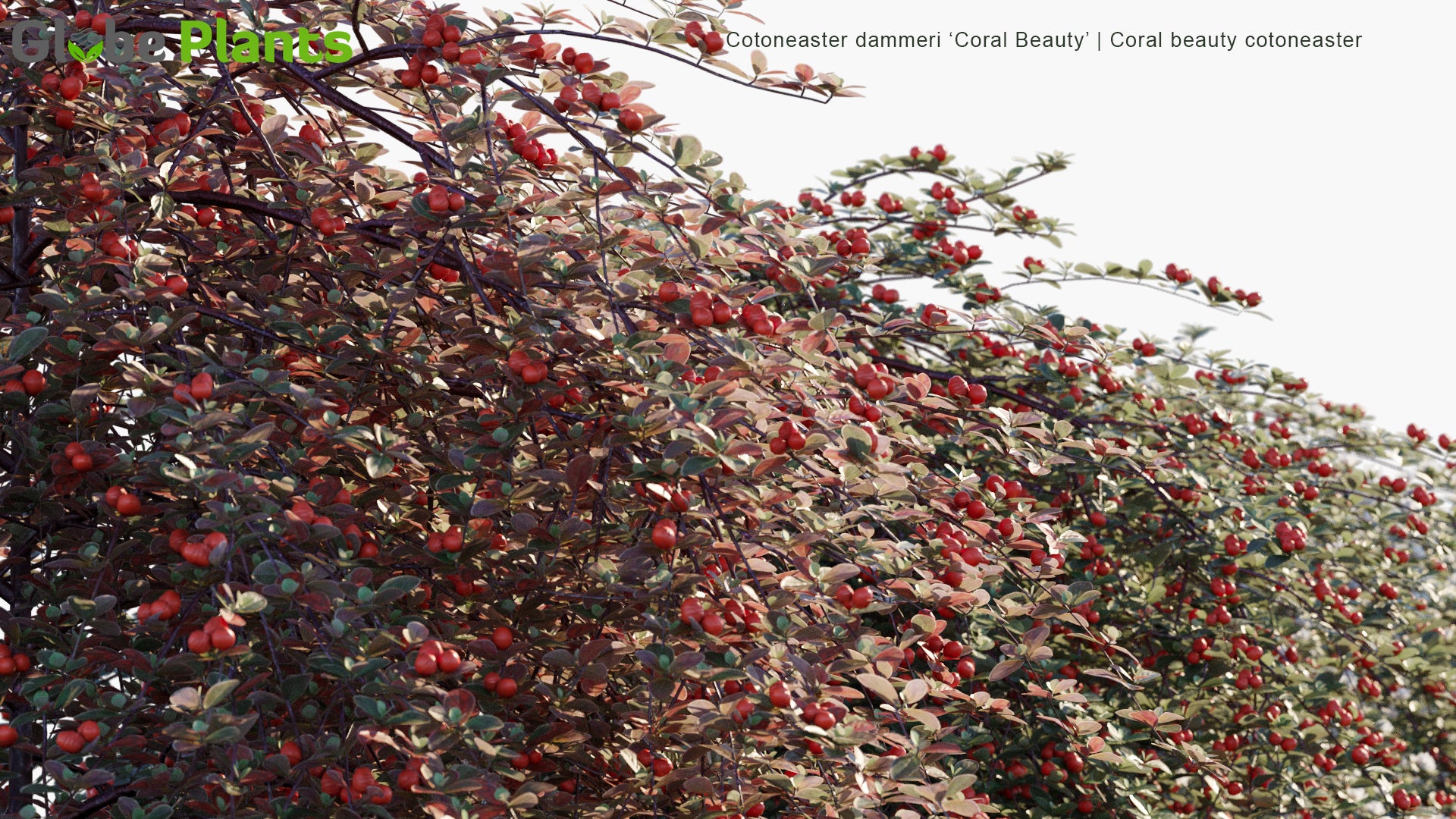 Cotoneaster Dammeri 'Coral Beauty' - Coral Beauty Cotoneaster
