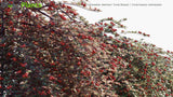 Load image into Gallery viewer, Cotoneaster Dammeri &#39;Coral Beauty&#39; - Coral Beauty Cotoneaster