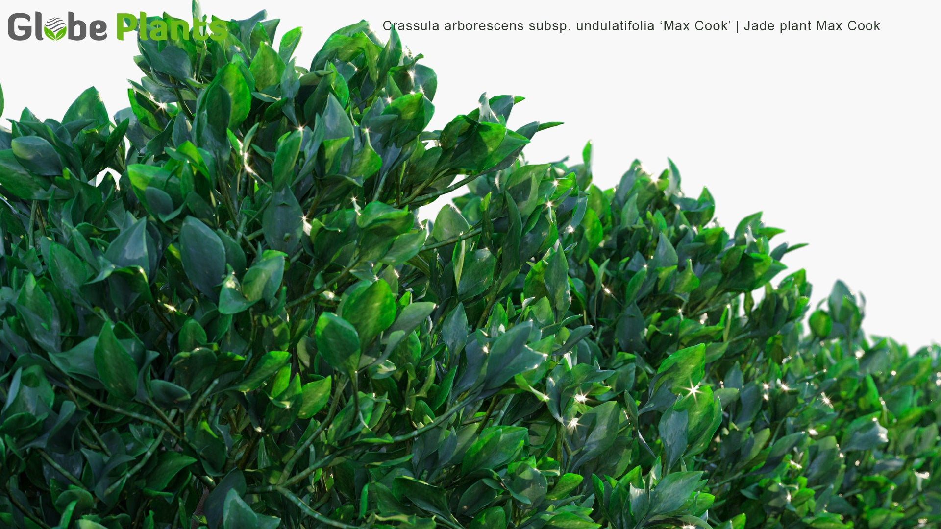 Crassula Arborescens Subsp. Undulatifolia 'Max Cook' - Jade Plant Max Cook