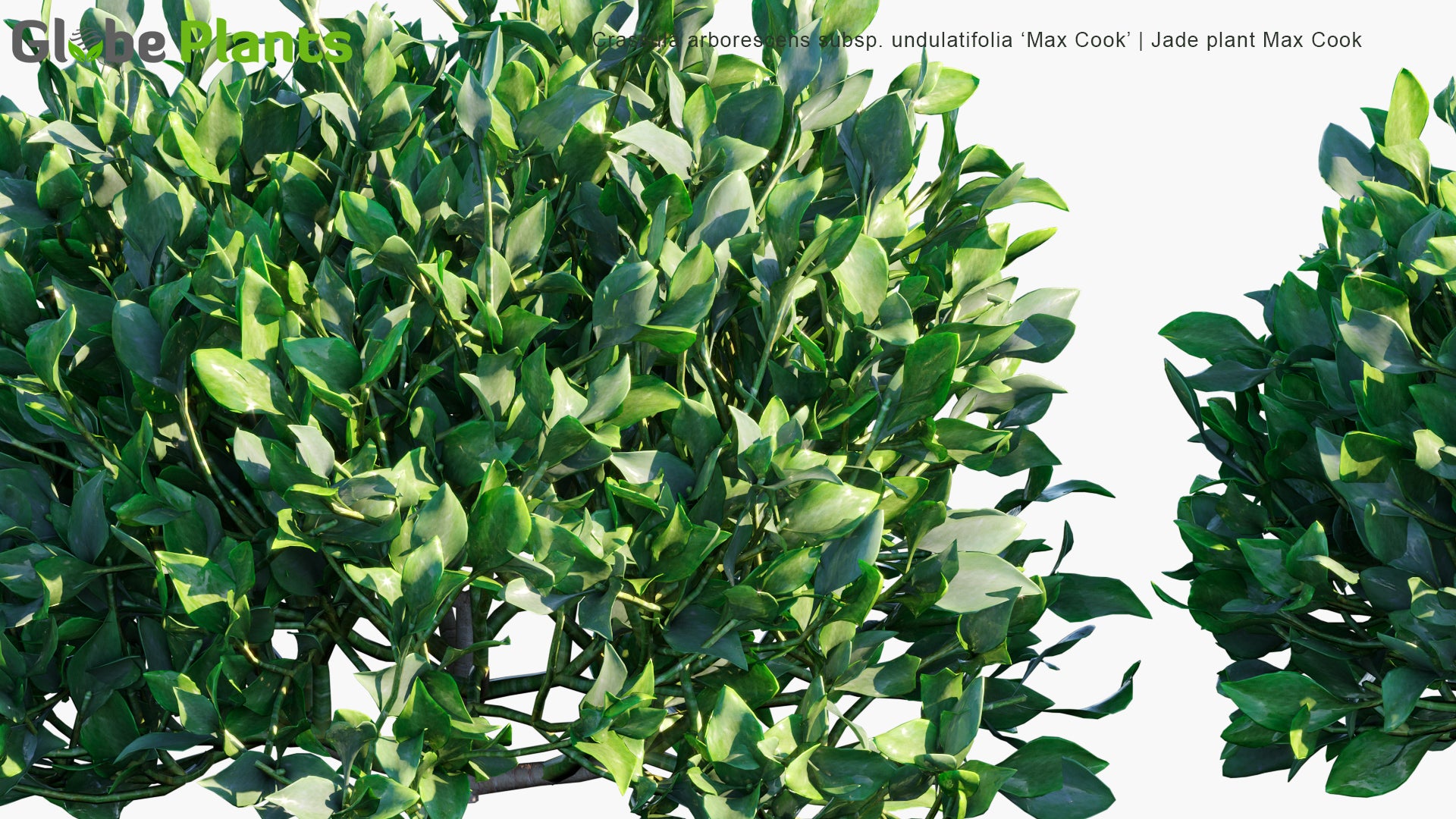 Crassula Arborescens Subsp. Undulatifolia 'Max Cook' - Jade Plant Max Cook