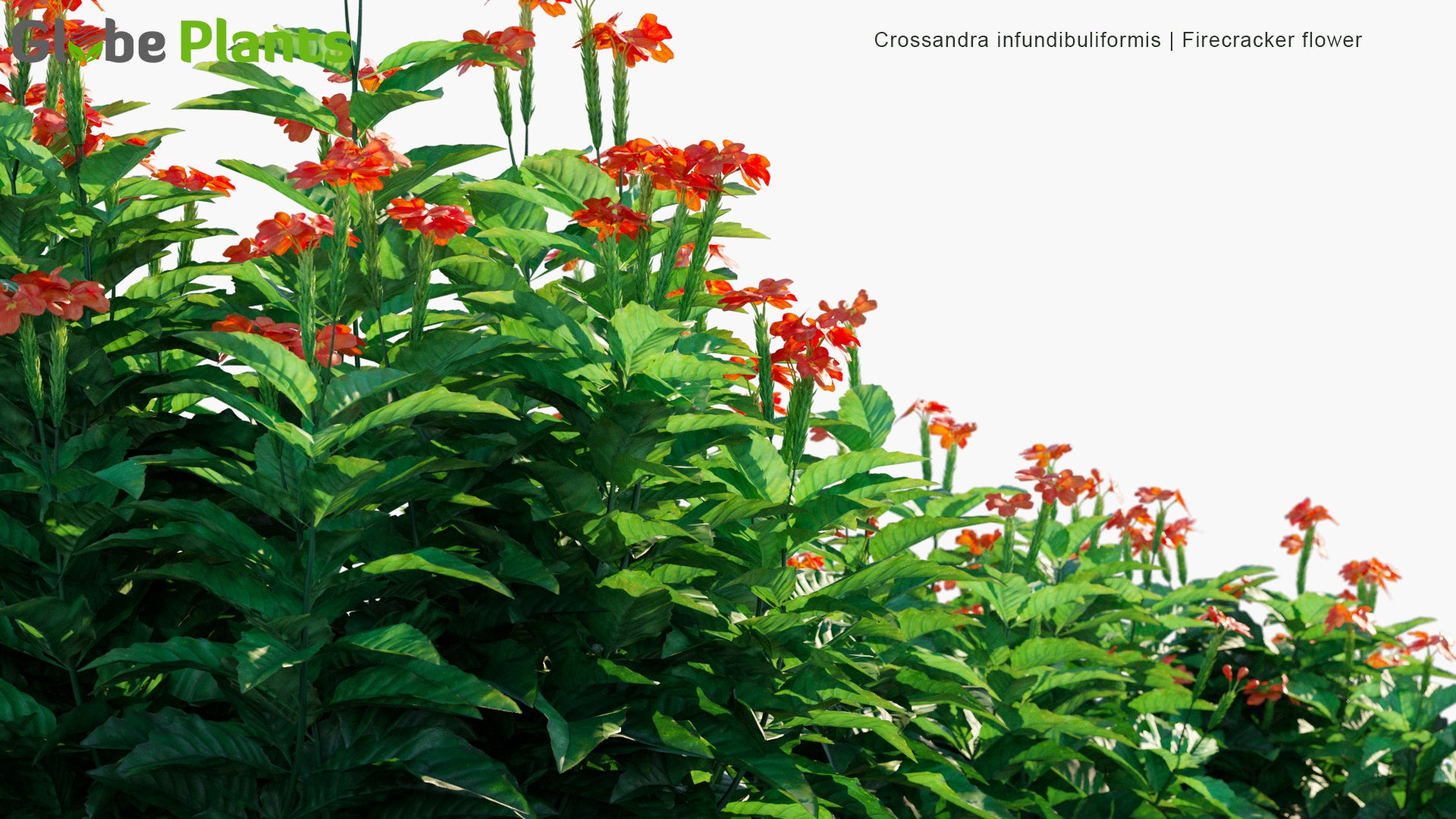 Crossandra Infundibuliformis - Firecracker Flower