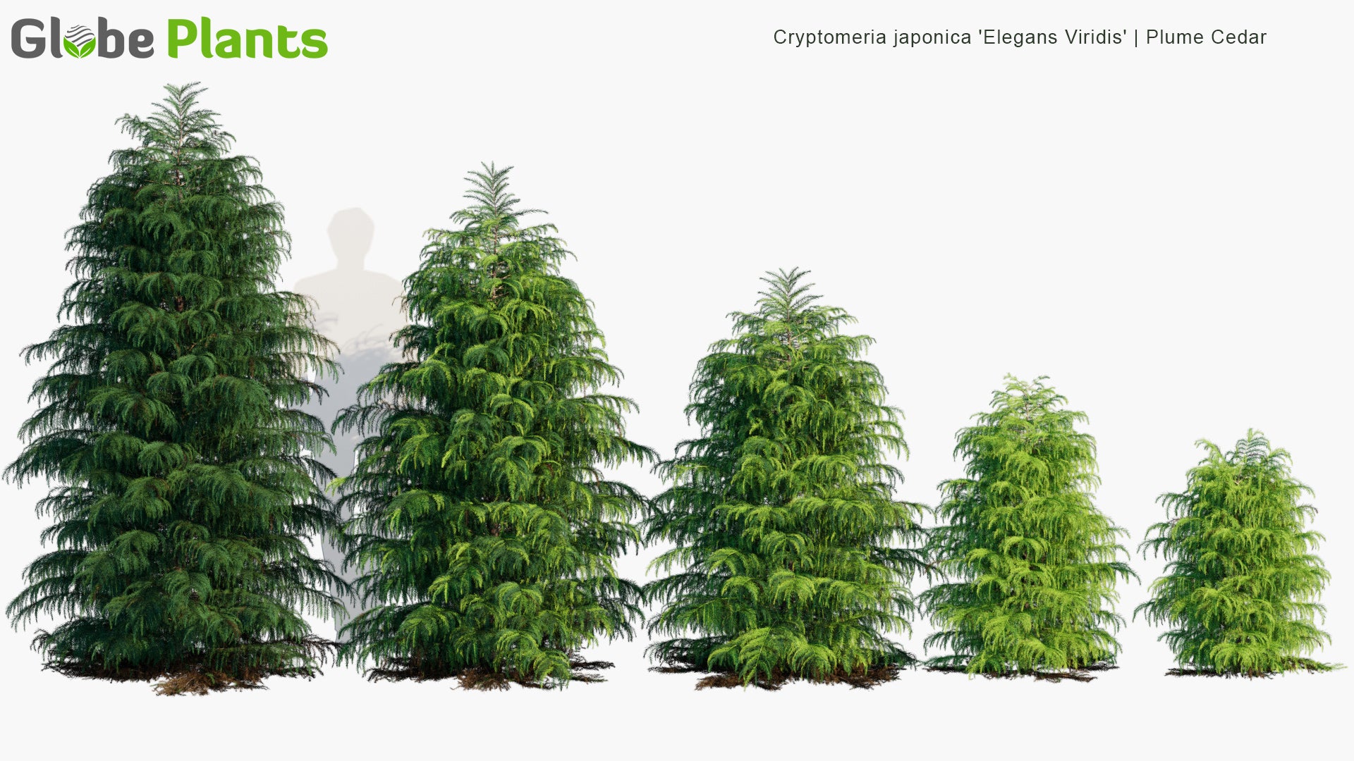 Cryptomeria Japonica 'Elegans Viridis' 3D Model