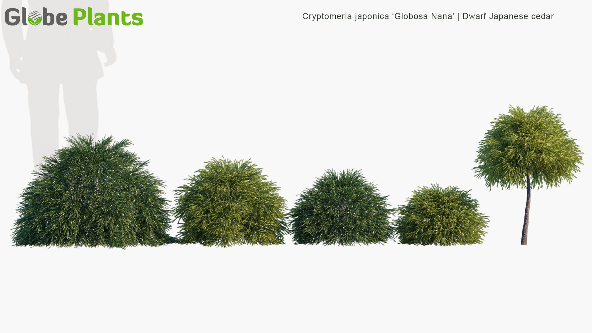 Cryptomeria Japonica 'Globosa Nana' - Dwarf Japanese Cedar (3D Model)