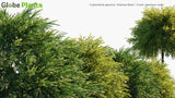 Load image into Gallery viewer, Cryptomeria Japonica &#39;Globosa Nana&#39; - Dwarf Japanese Cedar (3D Model)