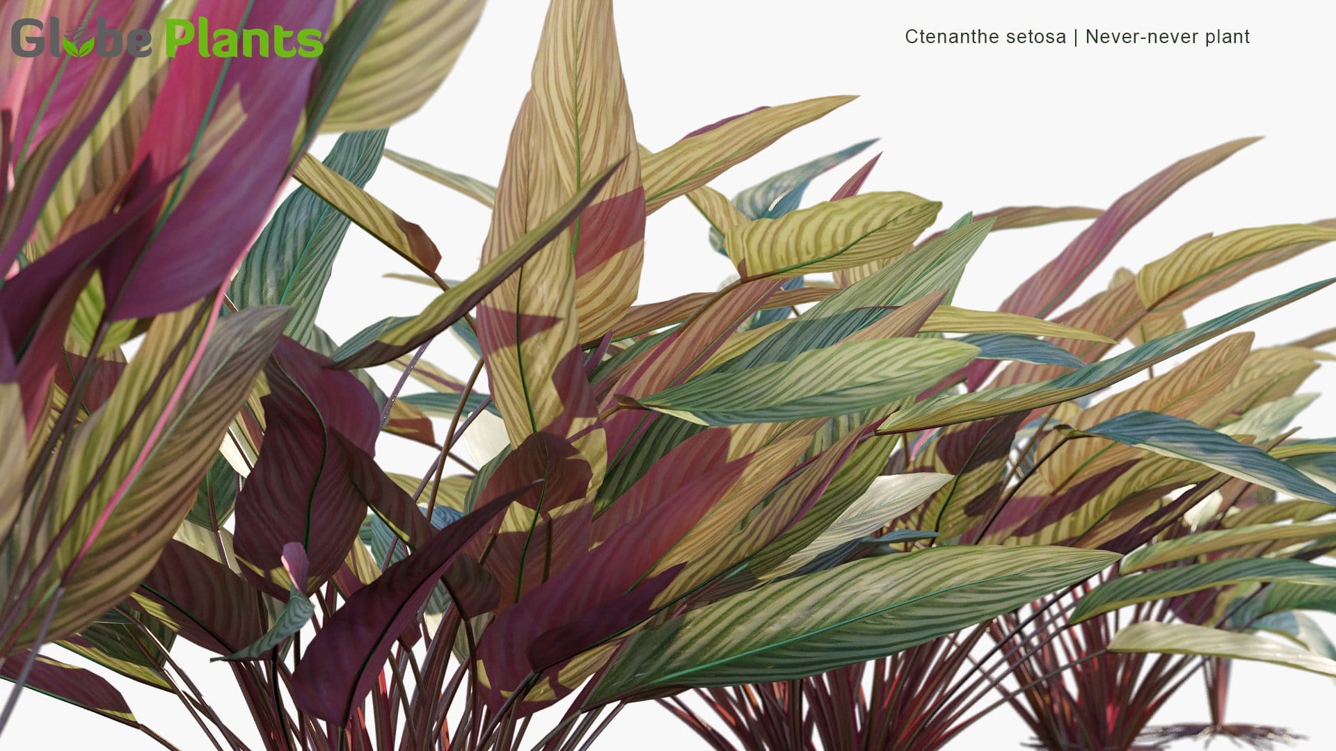 Ctenanthe Setosa - Never-Never Plant (3D Model)