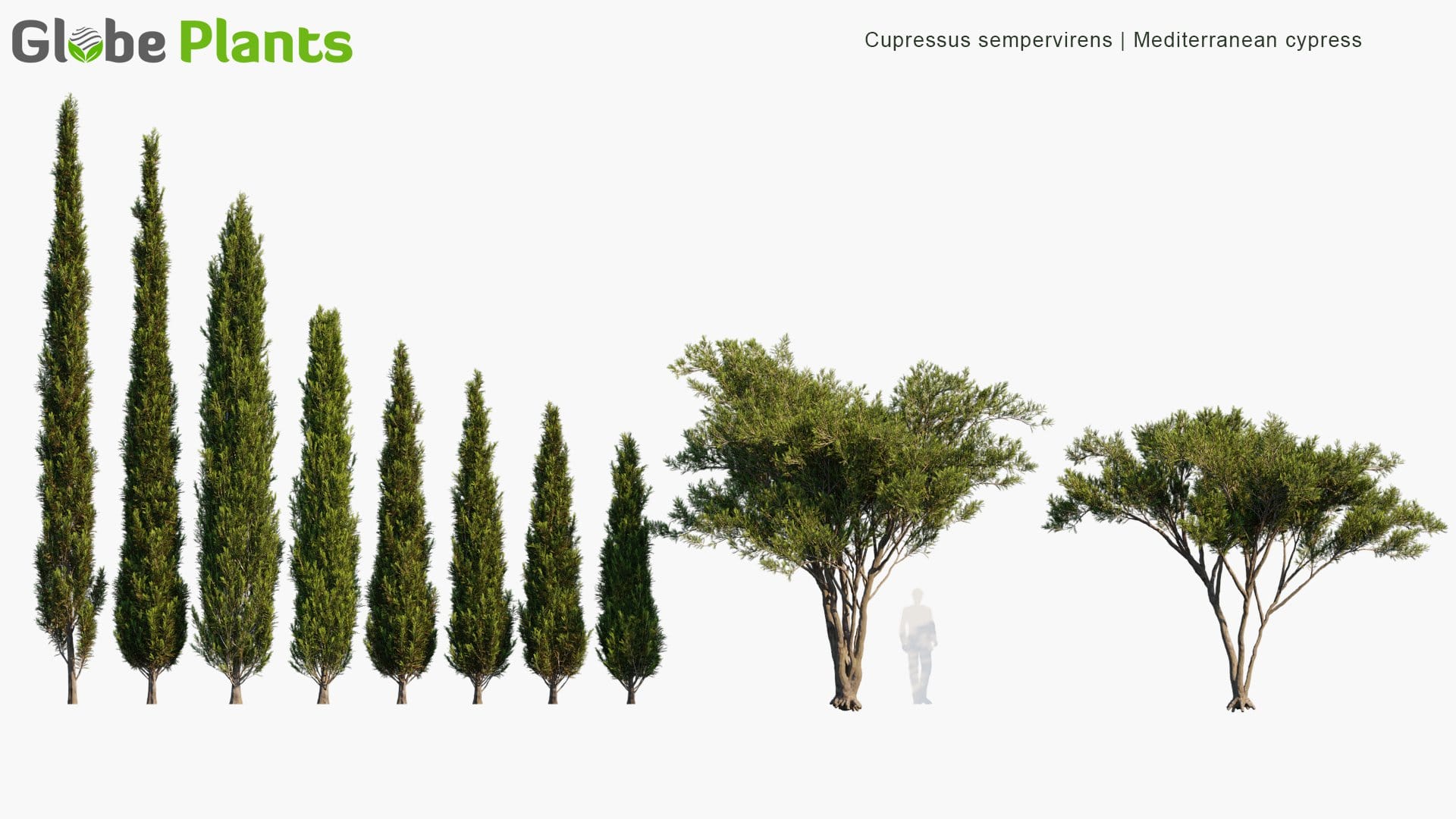 Cupressus Sempervirens 3D Model