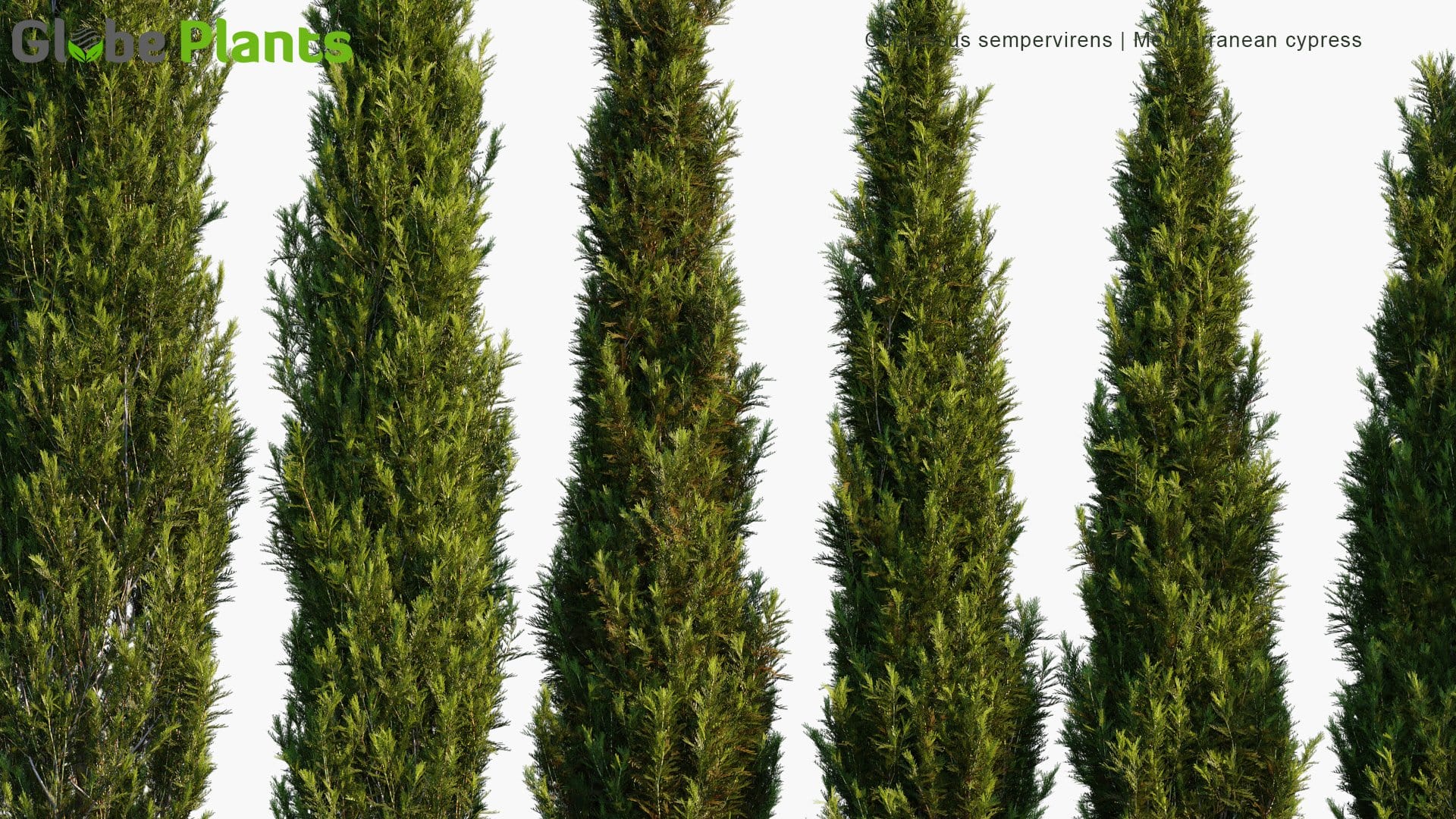 Cupressus Sempervirens - Mediterranean Cypress, Tuscan Cypress, Persian Cypress, Pencil Pine (3D Model)