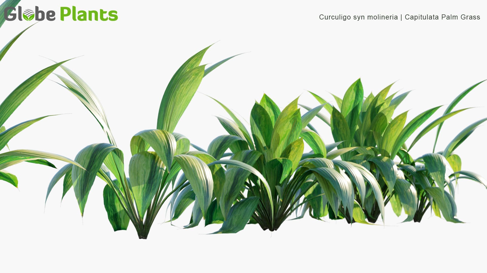Curculigo Syn Molineria - Capitulata Palm Grass (3D Model)